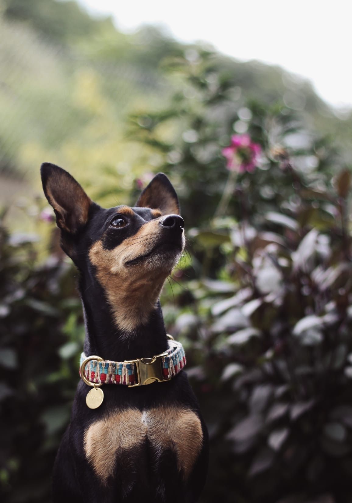 Halsband „Rainbow“ – Bild 6