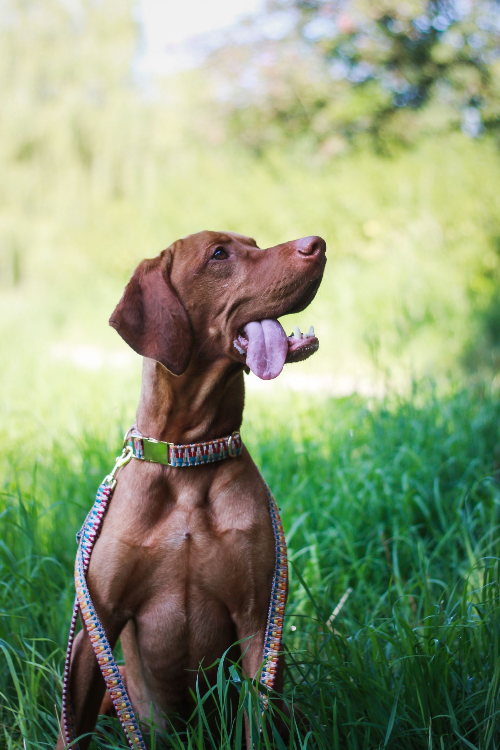 Halsband „Rainbow“ – Bild 10