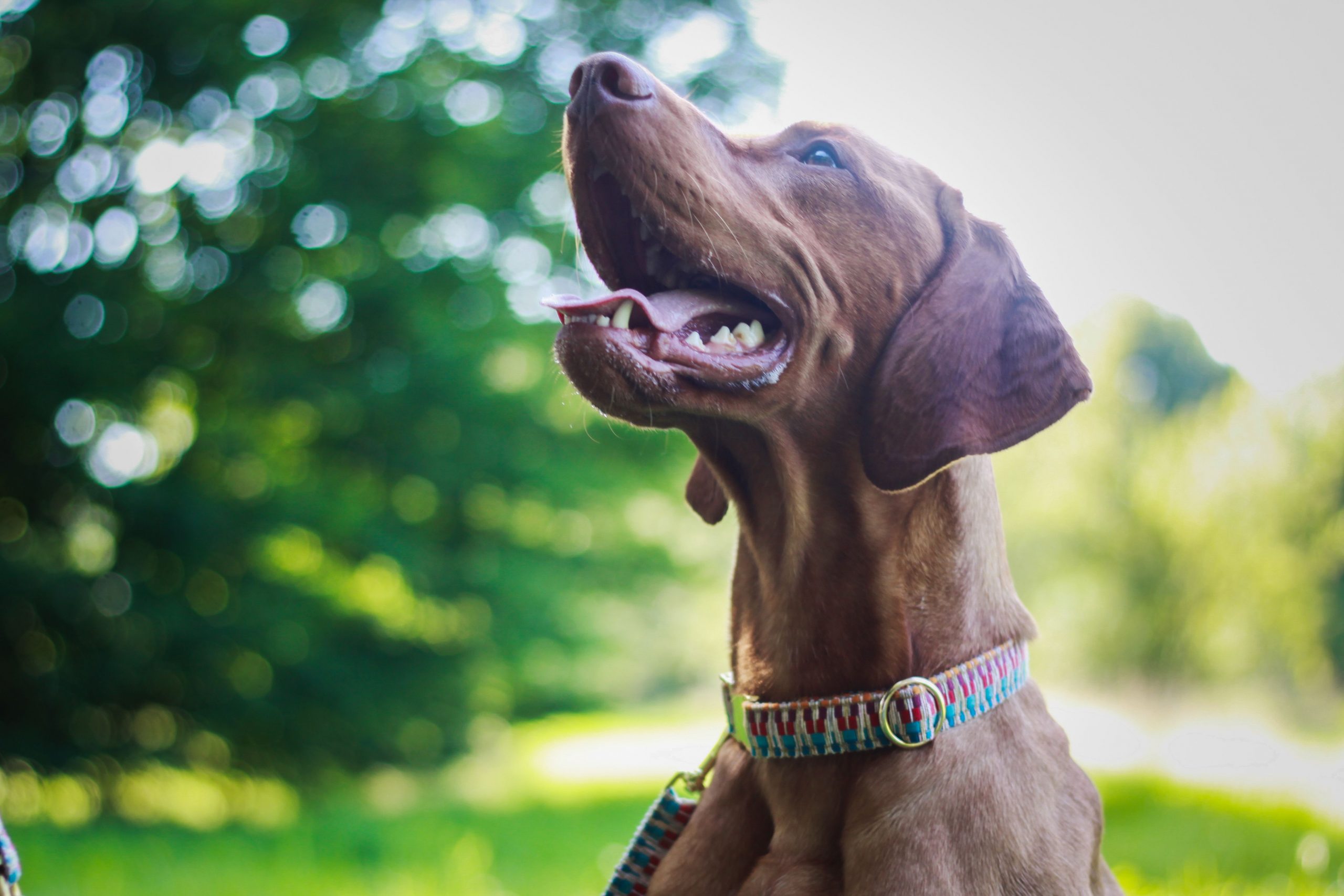 Halsband „Rainbow“ – Bild 9