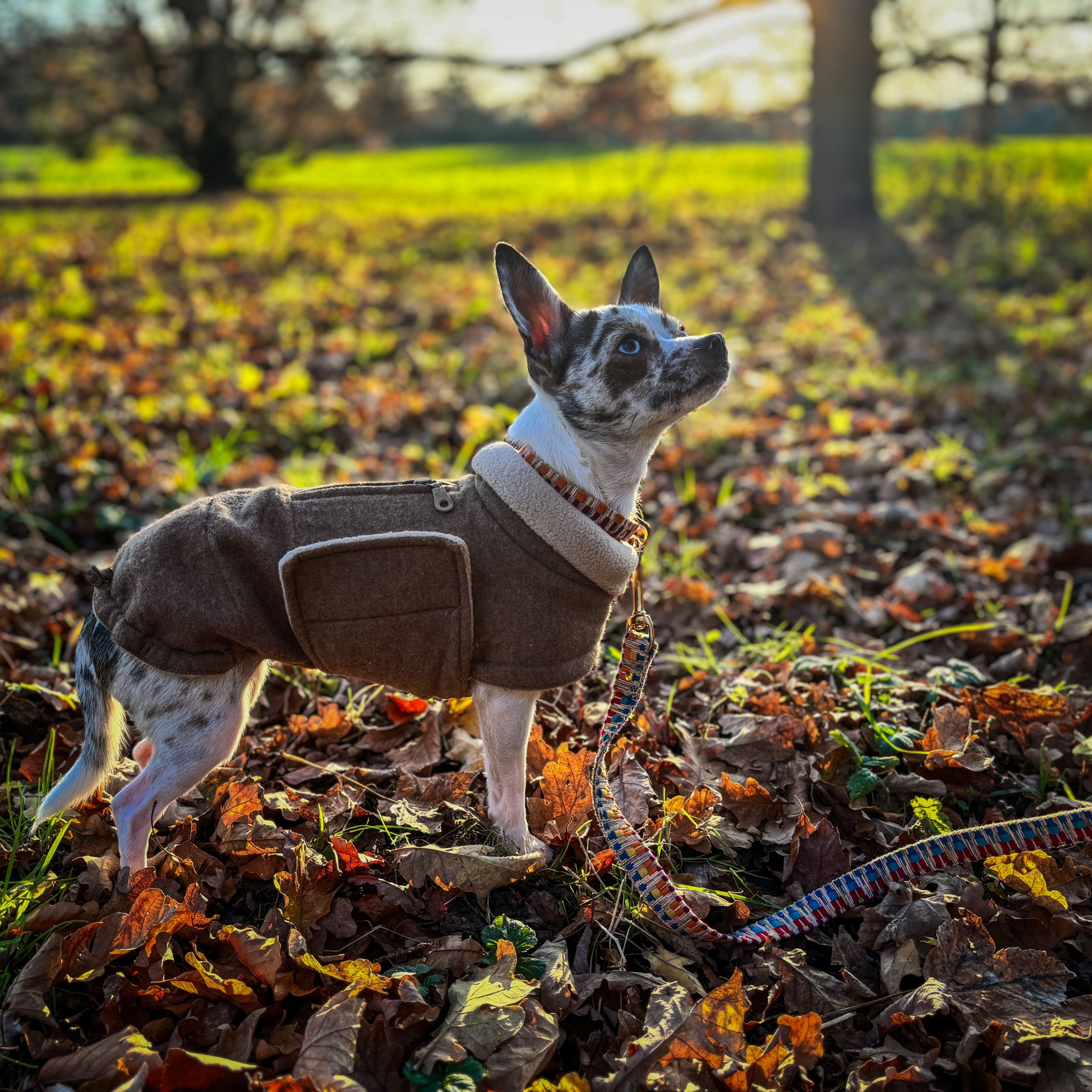 Halsband „Rainbow“ – Bild 7