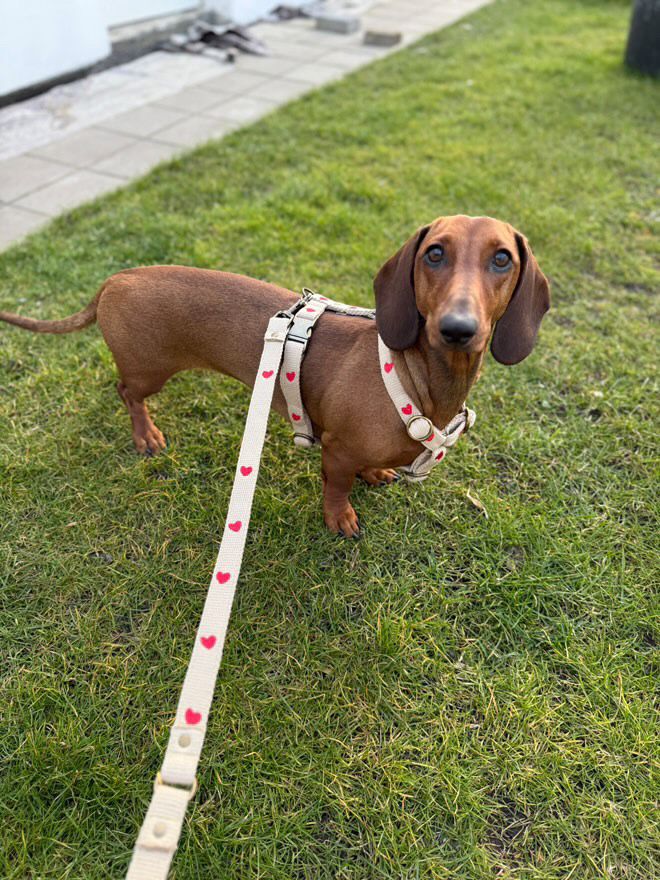 Leine „Heart“ – Bild 8