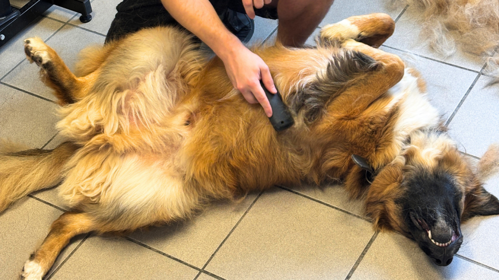 Trimmen, Schneiden oder Scheren – was bedeutet das eigentlich?