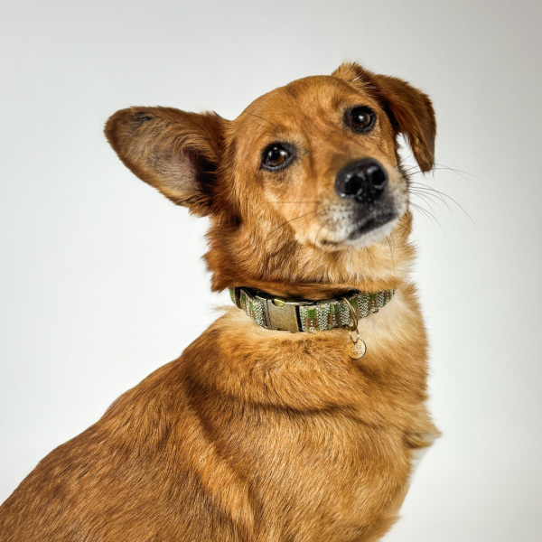 Halsband „Woodland Vibe“