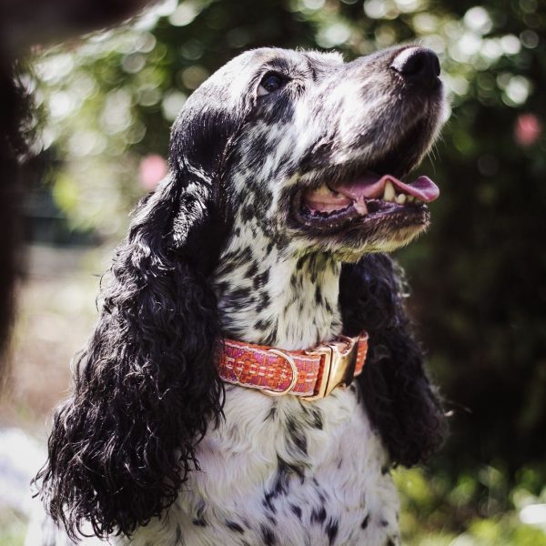 Halsband „Indian Pink“