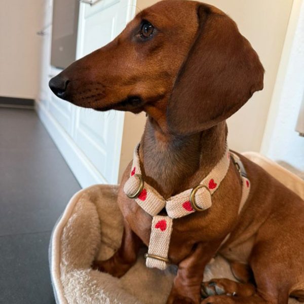 Hundegeschirr „Heart“