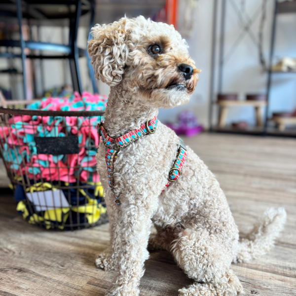 Hundegeschirr „Rainbow“