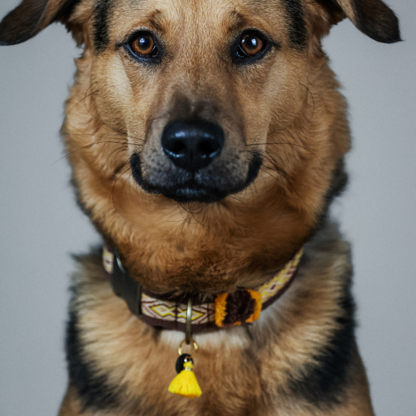 Halsband „Golden Tribe"