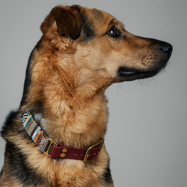 Halsband „Biothane Elements" (Mix & Match)