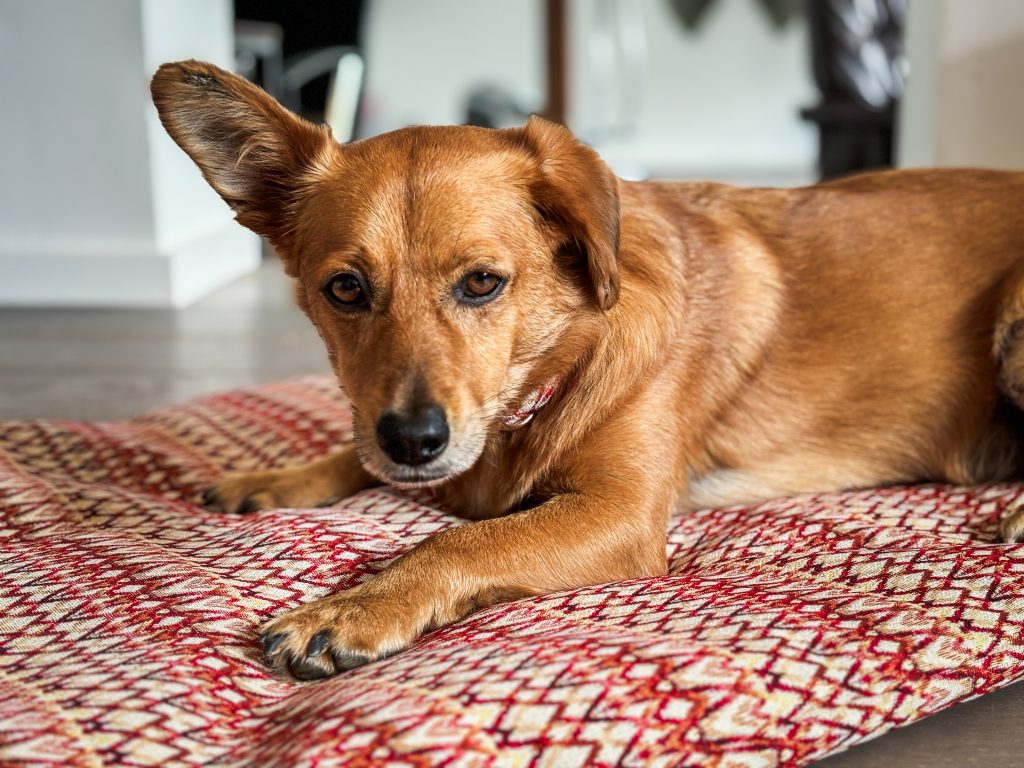 Was viele beim ersten Hund unterschätzen – und was völlig normal ist
