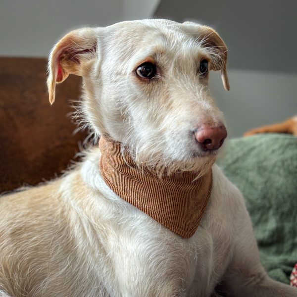 Hundehalstuch "Cognac"