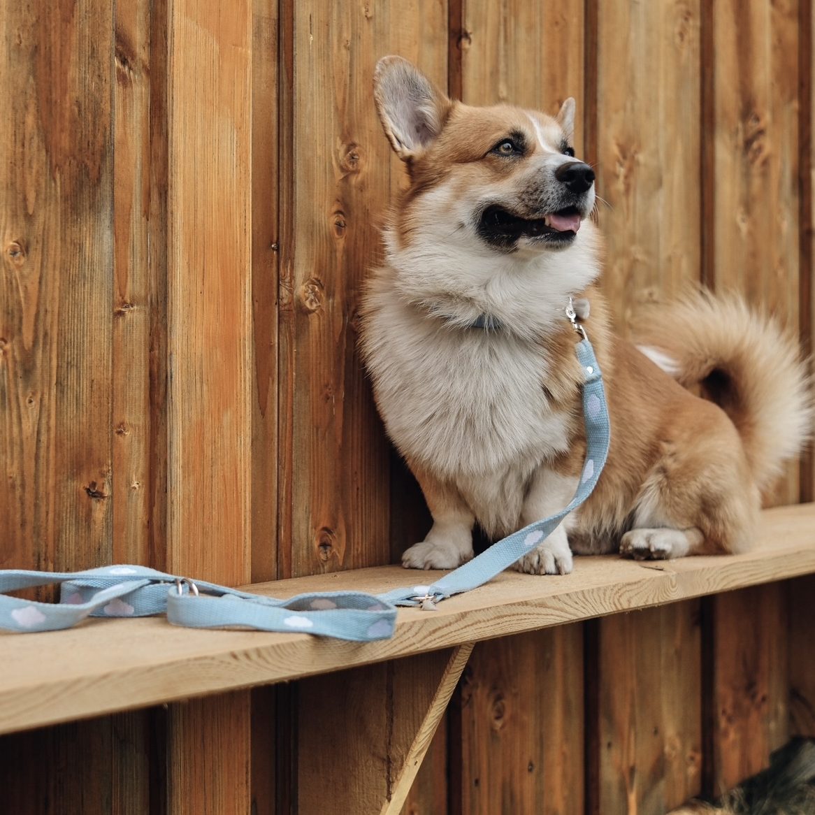 Hundegeschirre – Nature-Kollektion Nachhaltiges Hundegeschirr aus 100 % Baumwollgurtband – angenehm zu tragen & individuell bestickt.